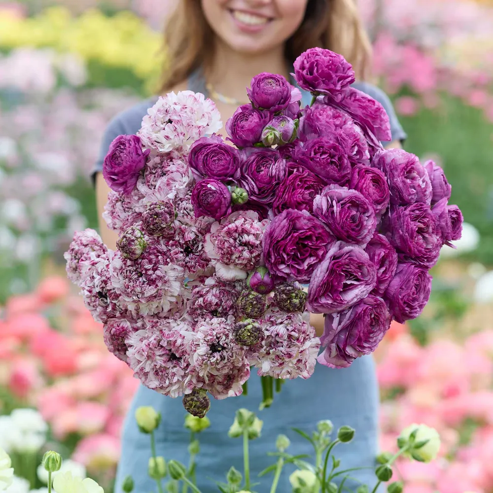 VEGSOW Ranunculus Bundle - Seti® & Loubeyres® Flower Bulbs