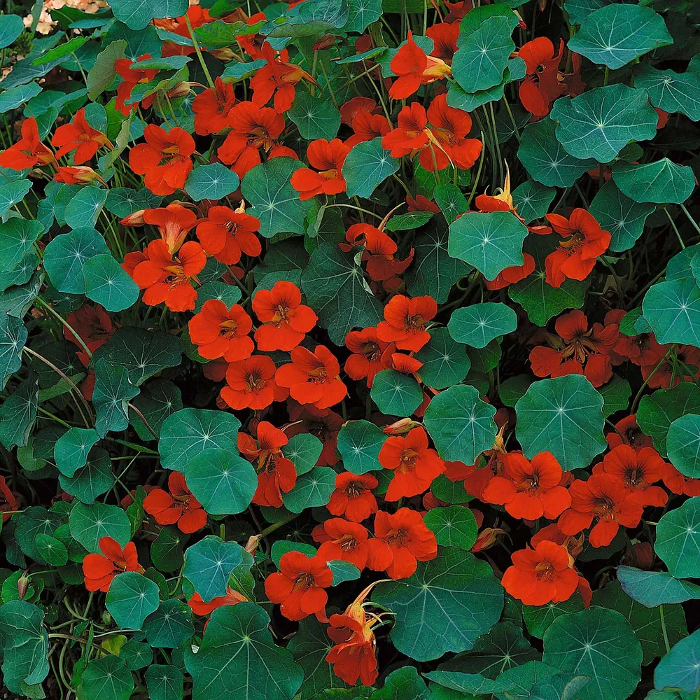 VEGSOW Nasturtium Seeds (Dwarf) - Empress of India