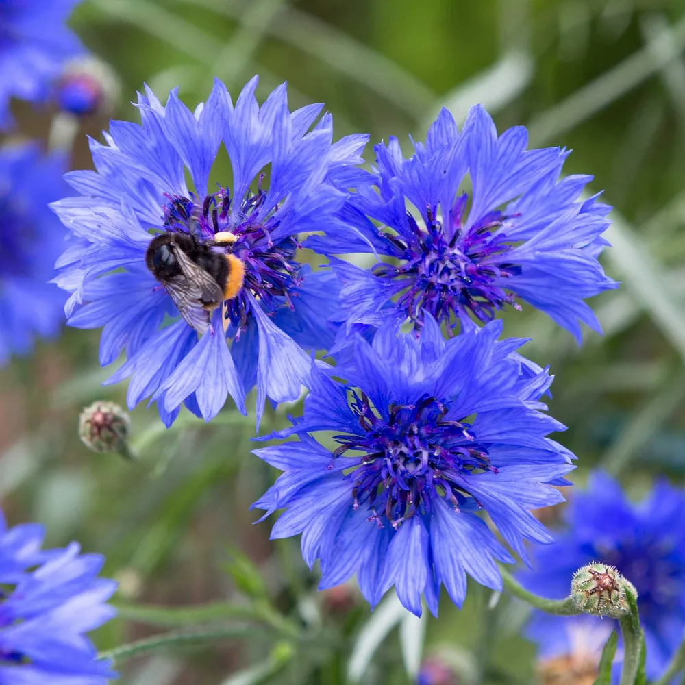 VEGSOW Cornflower Seeds - Early Victory Bachelor Button Heirloom Flower Seeds