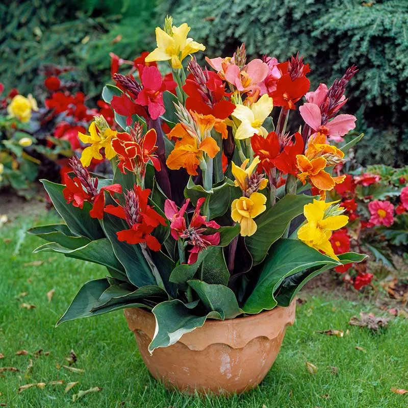 VEGSOW Canna Lily Bulbs - Dwarf Mix, Compact Garden Perennials
