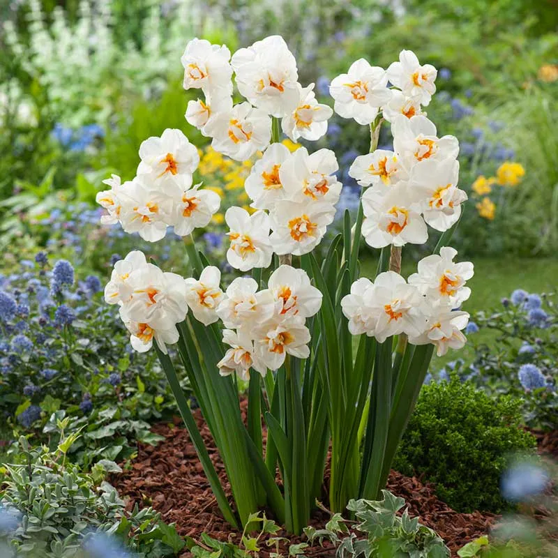 VEGSOW Sir Winston Churchill Double Daffodil Bulbs - Fragrant Spring Flowering Bulbs