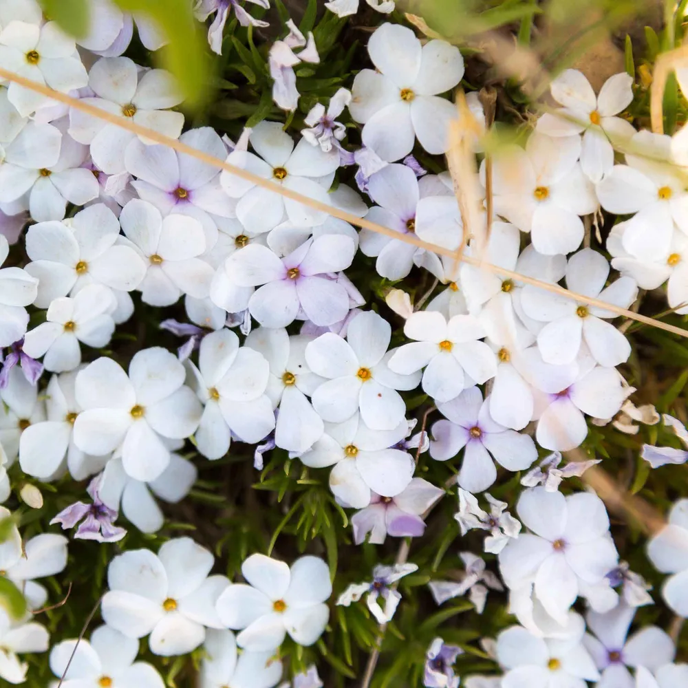VEGSOW Mountain Phlox Seeds - Linanthus grandiflorus Wildflower Seeds