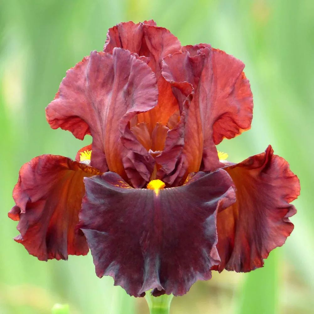 VEGSOW Valentino Bearded Iris Bulbs - Perennial Flower Rhizomes