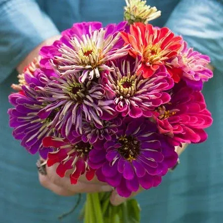 VEGSOW Meteor Shower Zinnia Seeds - Tall Colorful Garden Flower Mix
