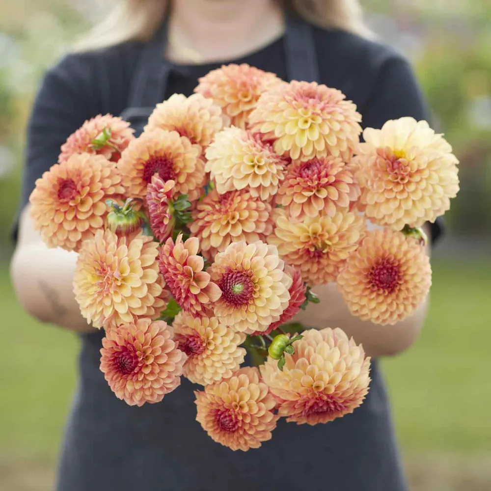 VEGSOW Ball Dahlia Tubers - Bonanza