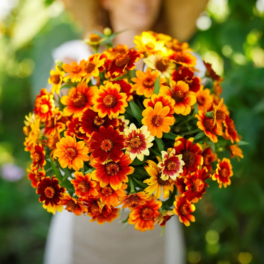 VEGSOW Old Mexico Zinnia Seeds - Heirloom Annual Flower Seeds