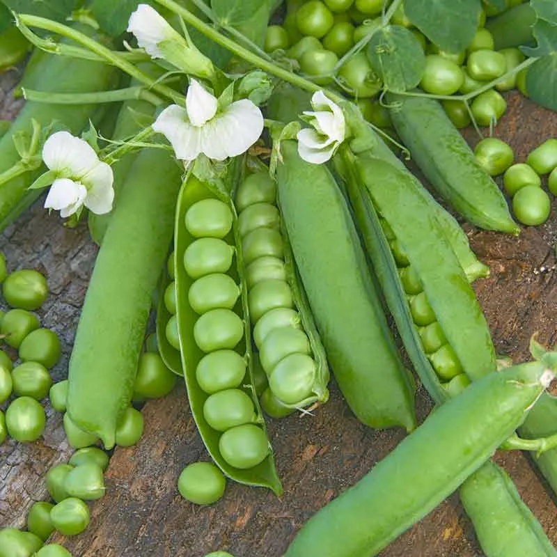 VEGSOW Wando Pea Seeds - Heirloom Garden Vegetable Seeds for Planting