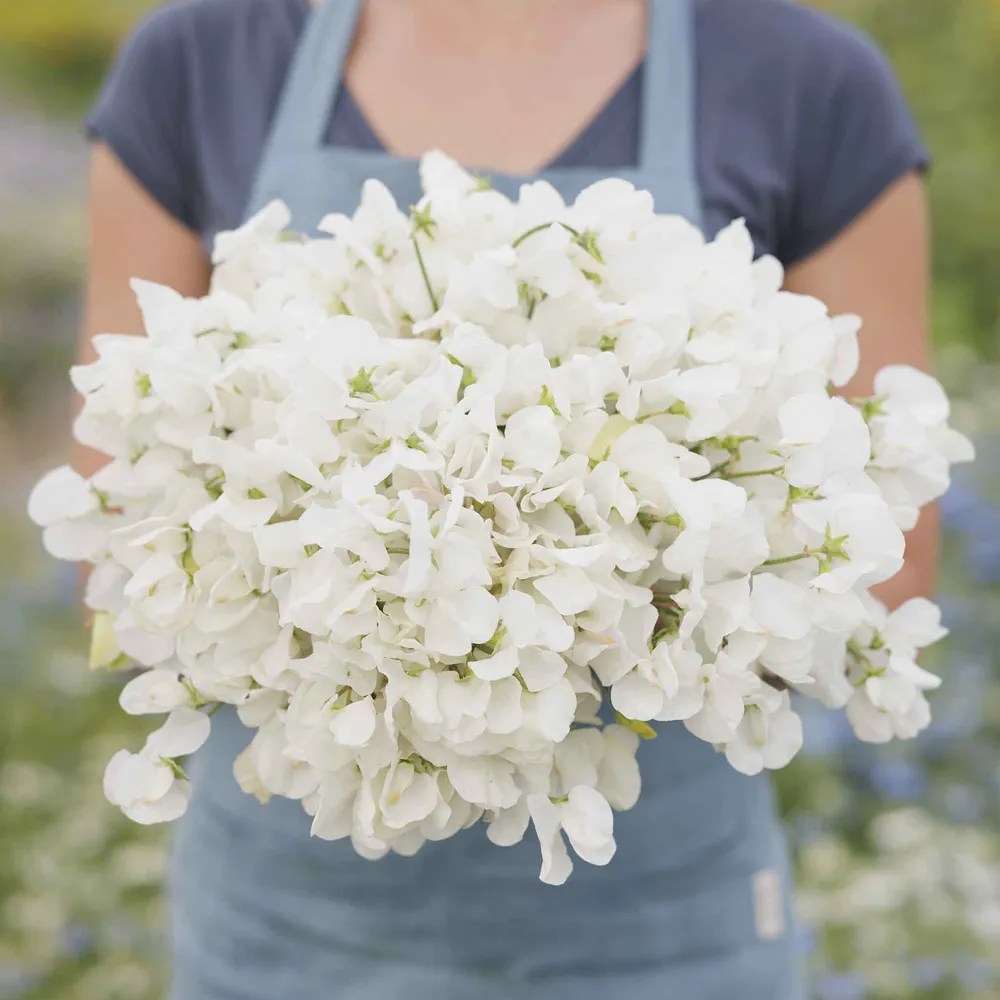 VEGSOW Royal White Sweet Pea Seeds - Heirloom Flower Seeds for Garden Planting