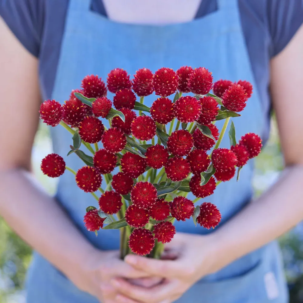 VEGSOW Strawberry Fair Gomphrena Seeds - Globe Amaranth Flower Seeds