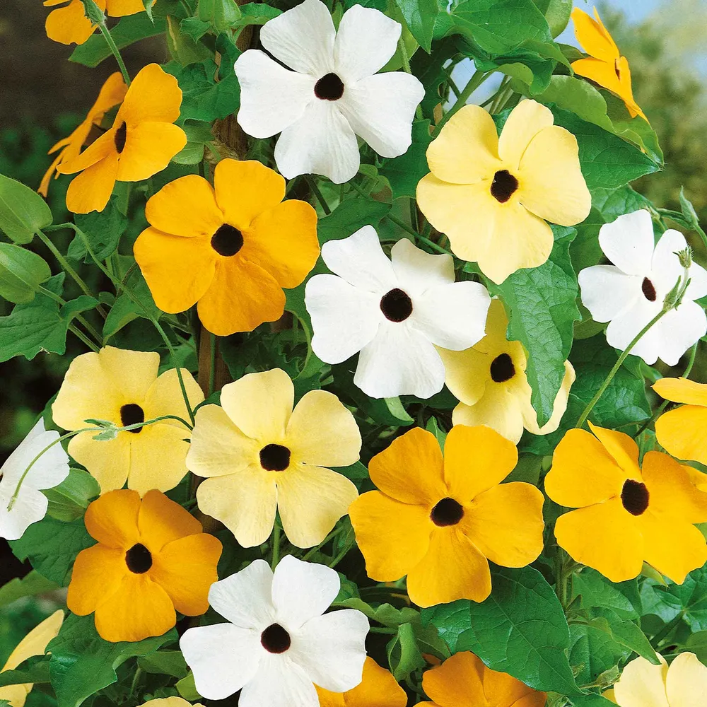 VEGSOW Black Eyed Susan Seeds - Vine Mix
