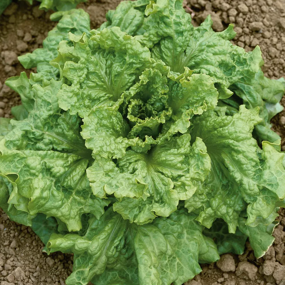 VEGSOW Black Seeded Simpson Lettuce Seeds - Organic Heirloom Variety