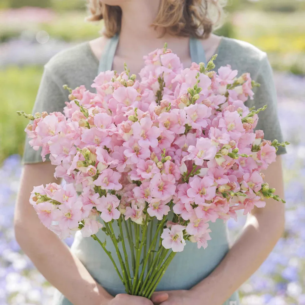 VEGSOW Snapdragon Seeds - Chantilly Light Pink