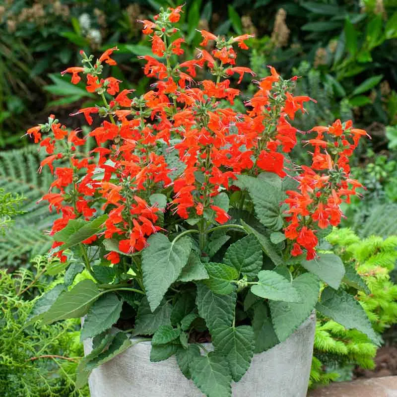 VEGSOW Scarlet Sage Seeds (Salvia Splendens) for Garden Landscapes