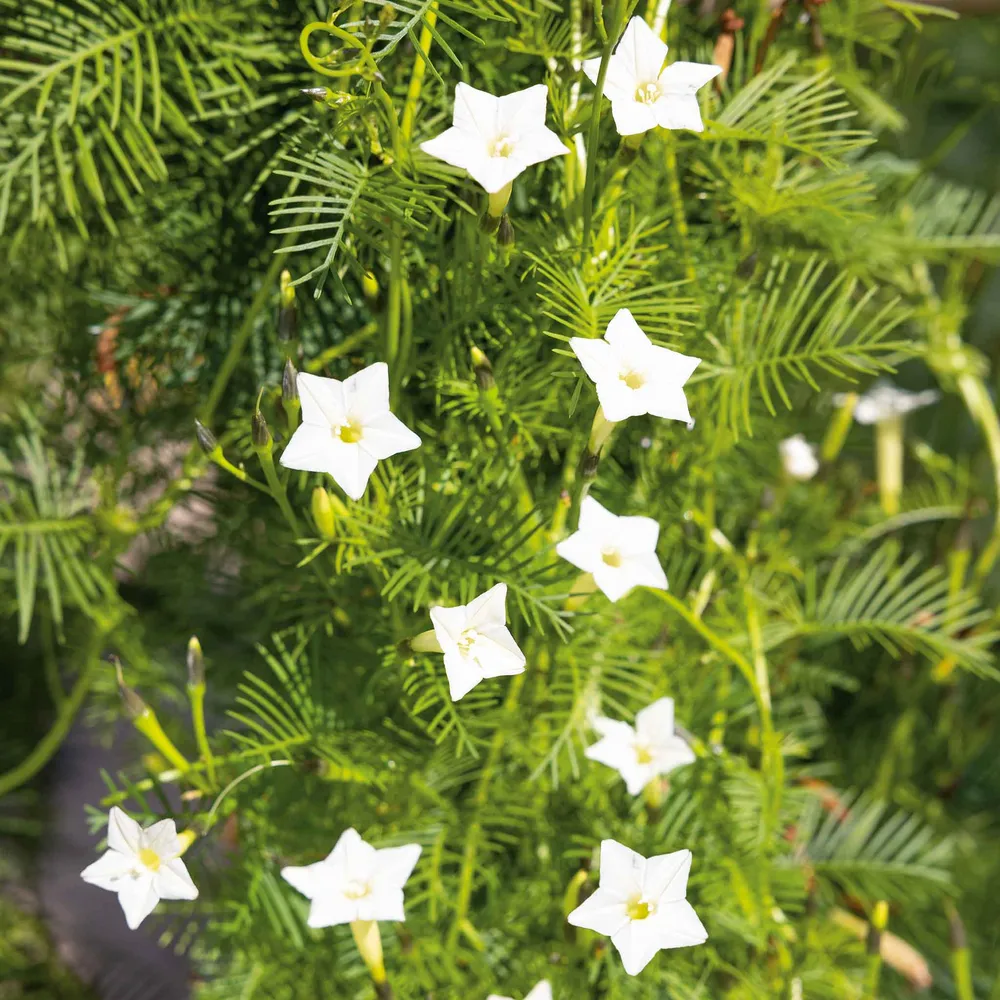 VEGSOW Cardinal Climber Seeds - White