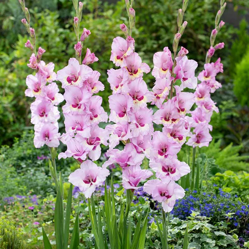 VEGSOW Zamora Gladiolus Flower Bulbs for Garden Planting