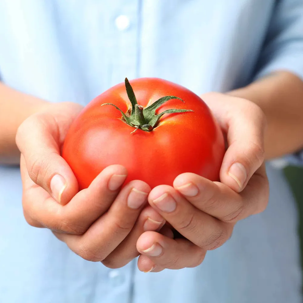 VEGSOW Big Boy Tomato Seeds - High-Yield Heirloom Variety