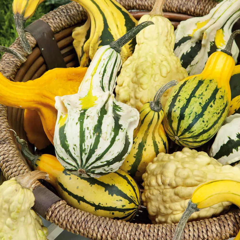 VEGSOW Large Gourd Seeds Mix - Assorted Heirloom Varieties