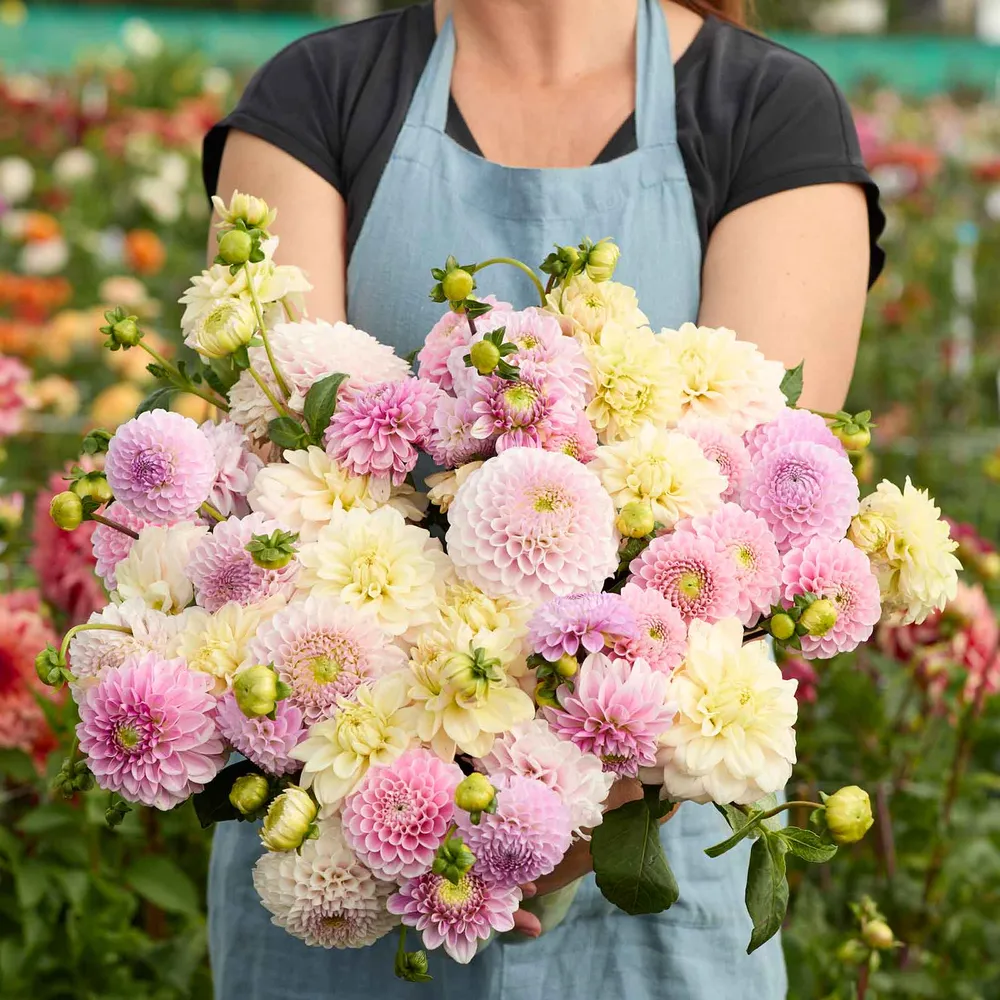 VEGSOW Dahlia Tubers - Nude Shade Mix, Perennial Flower Bulbs for Garden Planting
