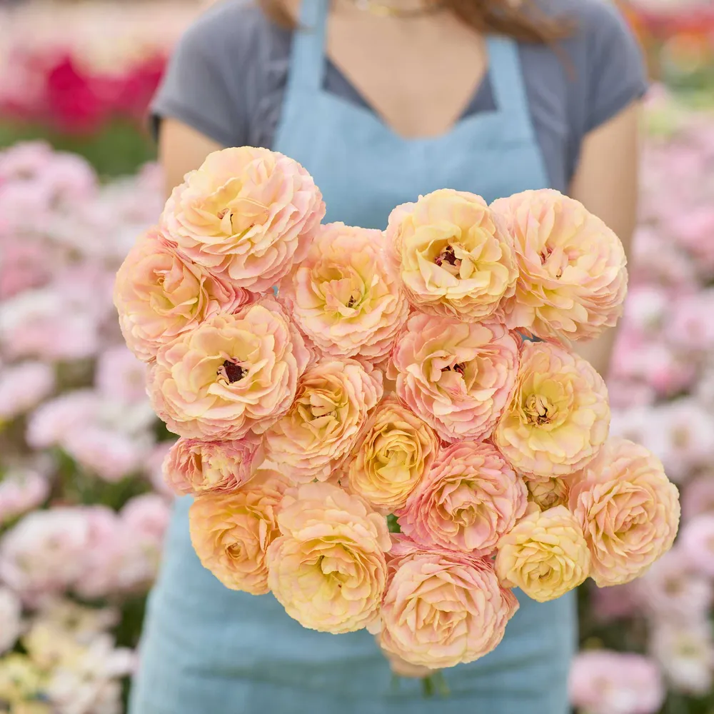 VEGSOW Romance Nohant Ranunculus Bulbs - Premium Flower Bulbs for Seasonal Planting