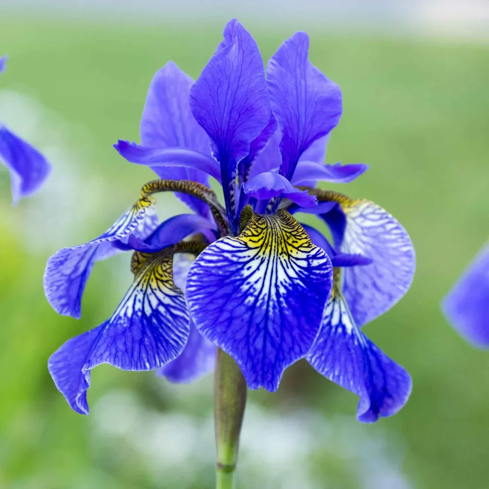 VEGSOW Siberian Iris Roots - Silver Edge Perennial Rhizomes