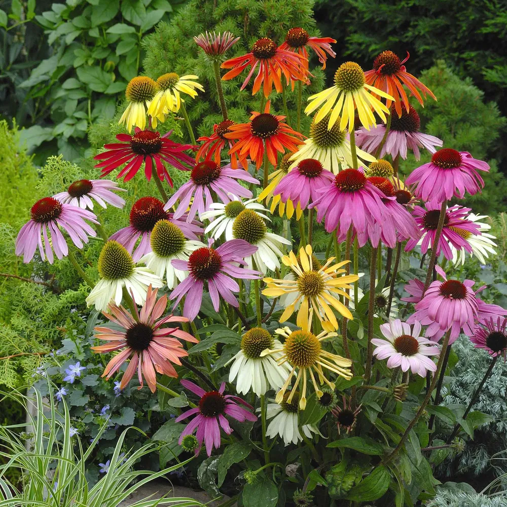 VEGSOW Coneflower Seeds - Paradiso Mix, Perennial Flower Seeds for Pollinator Gardens