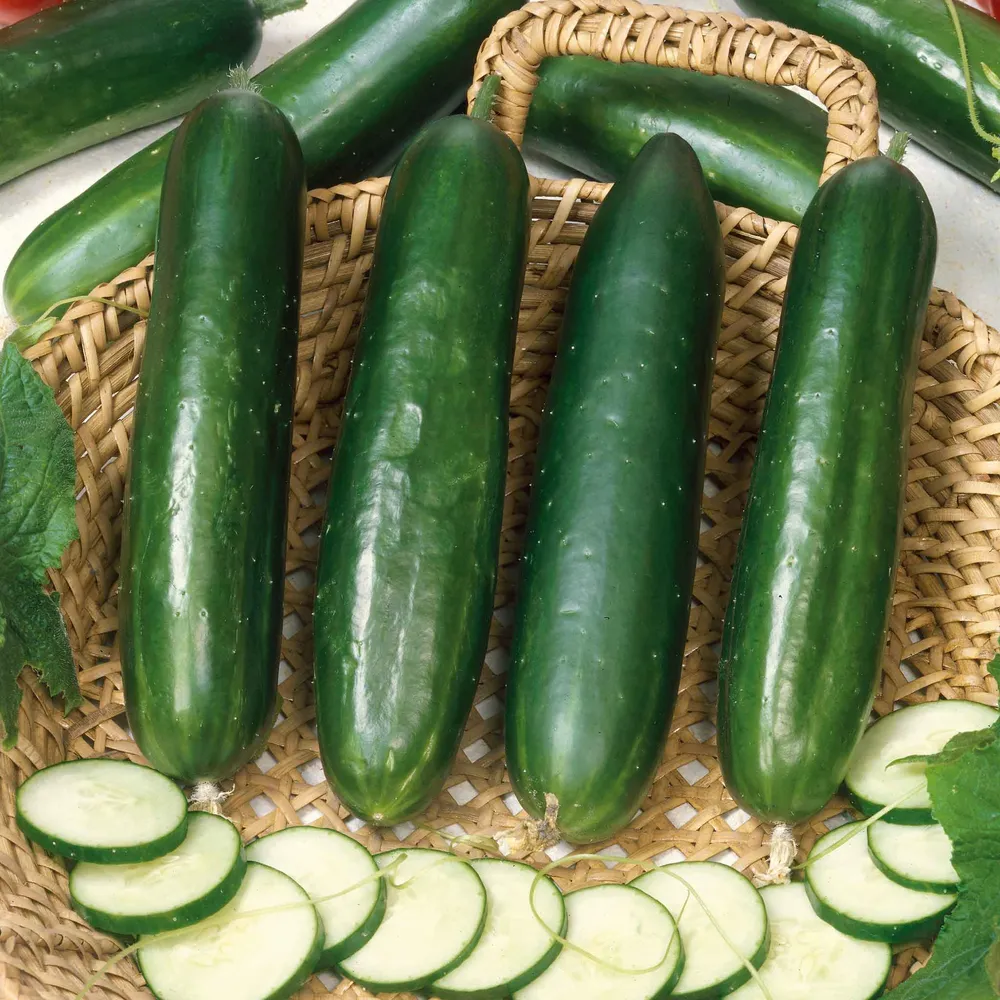 VEGSOW Long Green Improved Cucumber Seeds - Heirloom Vegetable Gardening