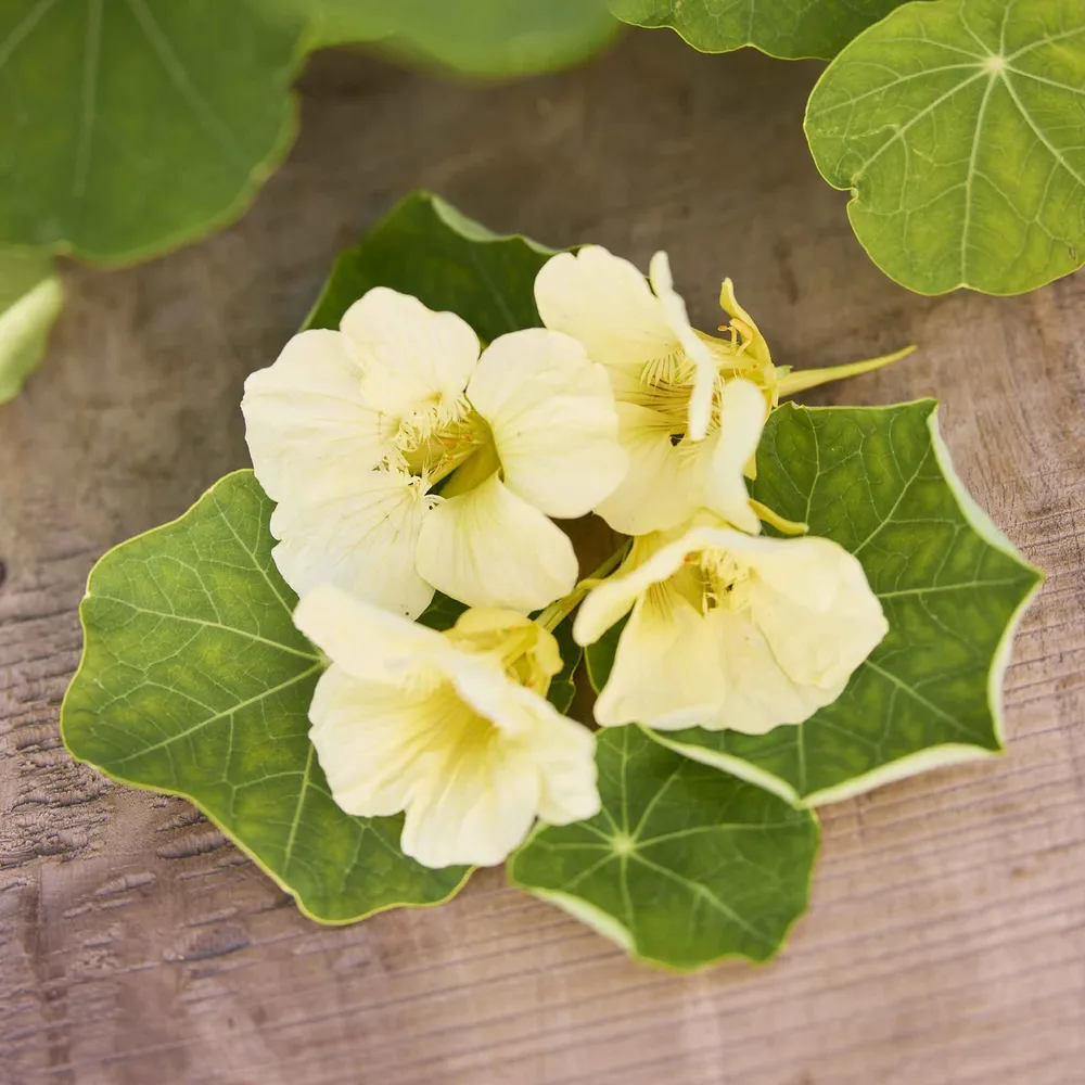 VEGSOW Moonlight Nasturtium Seeds - Creamy Yellow Annual Flowering Vine