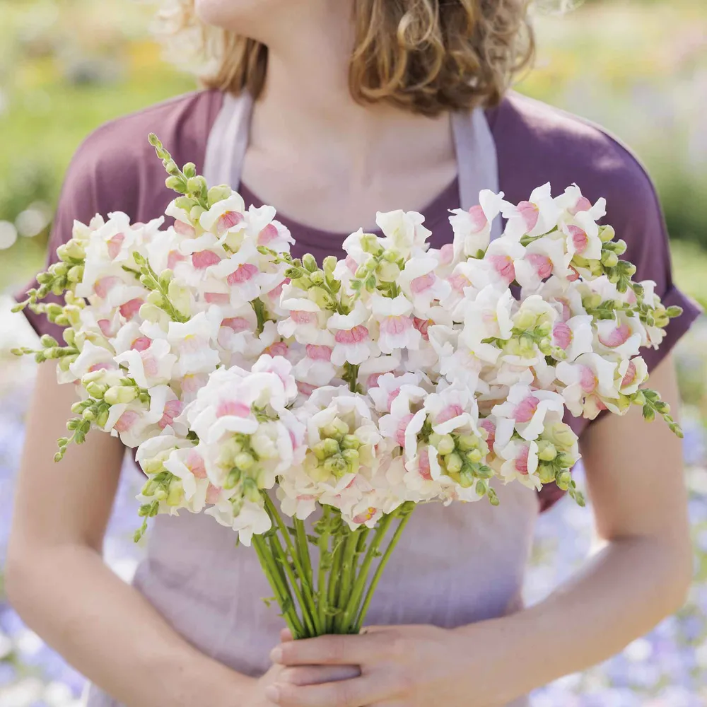 VEGSOW Snapdragon Seeds - Potomac Appleblossom