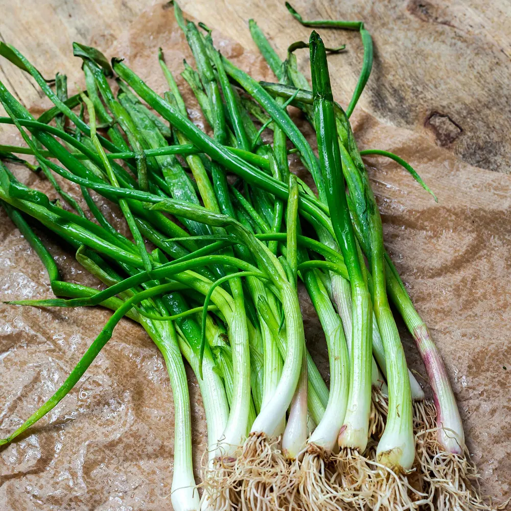 VEGSOW Heshiko Bunching Onion Seeds - Heirloom Green Onion Variety