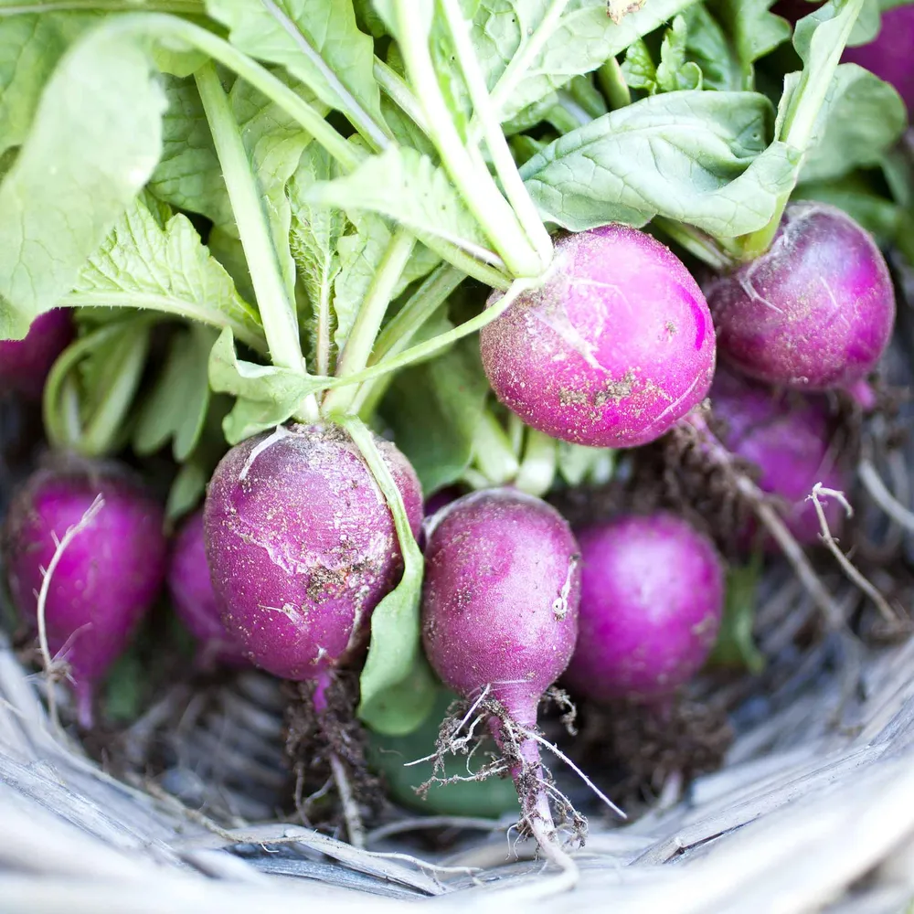 VEGSOW Purple Plum Radish Seeds - Fast-Growing Heirloom Vegetable Seeds