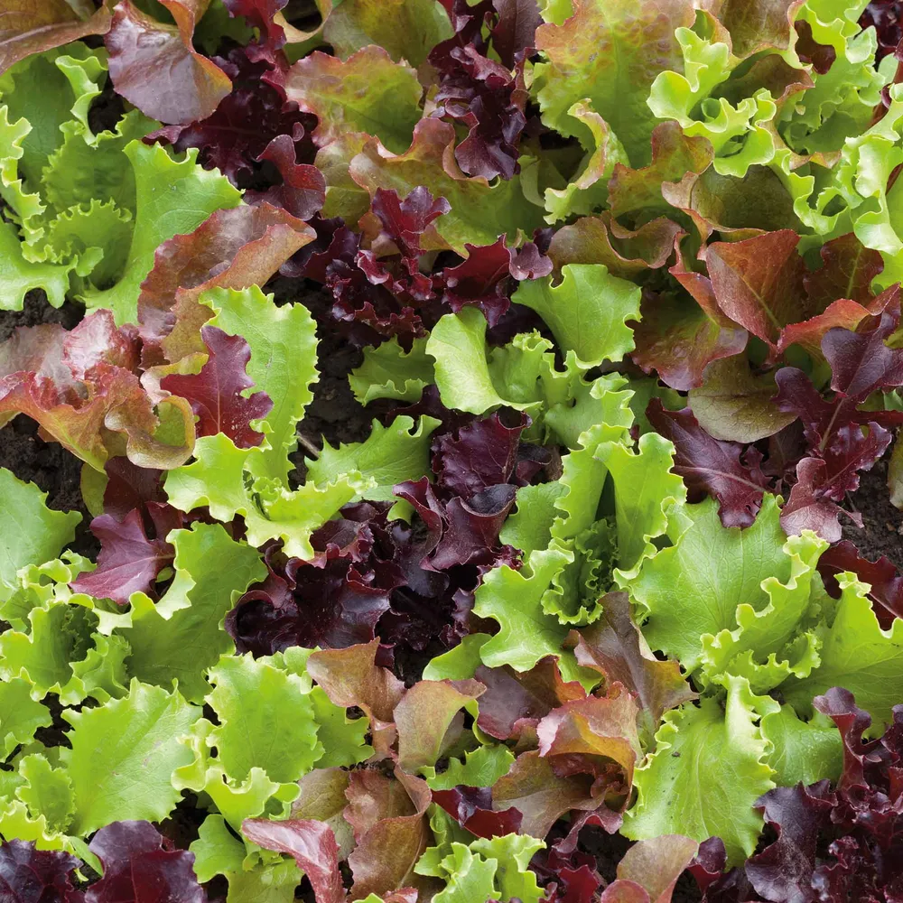 VEGSOW Gourmet Salad Blend Lettuce Seeds - Heirloom Variety Mix