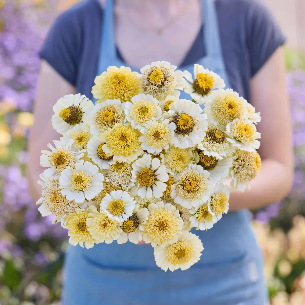 VEGSOW Cresto! Cream Zinnia Seeds - Tall Heirloom Flower Variety