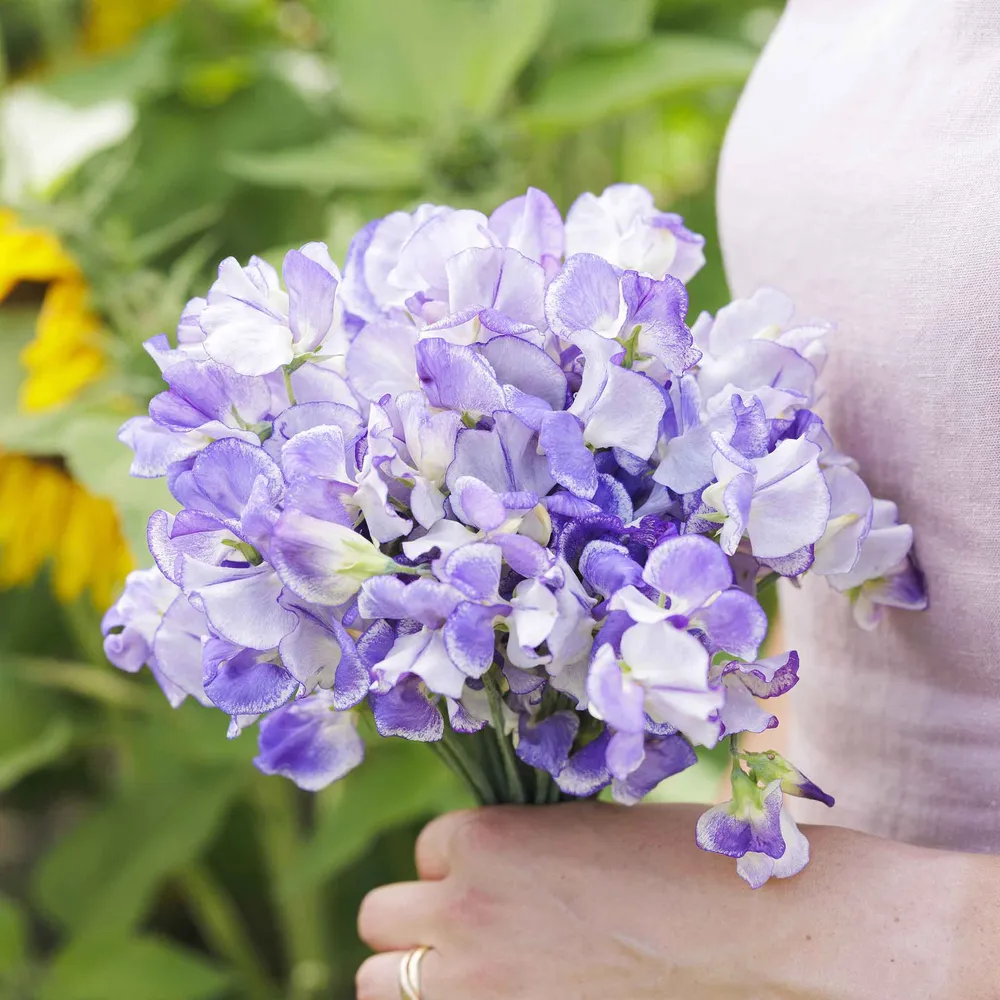 VEGSOW Blue Ripple Sweet Pea Seeds - High Germination Rate for Microgreens