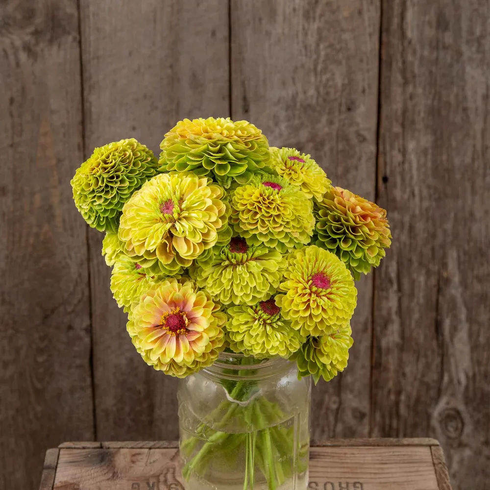 VEGSOW Queeny Lime Zinnia Seeds (Organic) - Unique Blotch Pattern