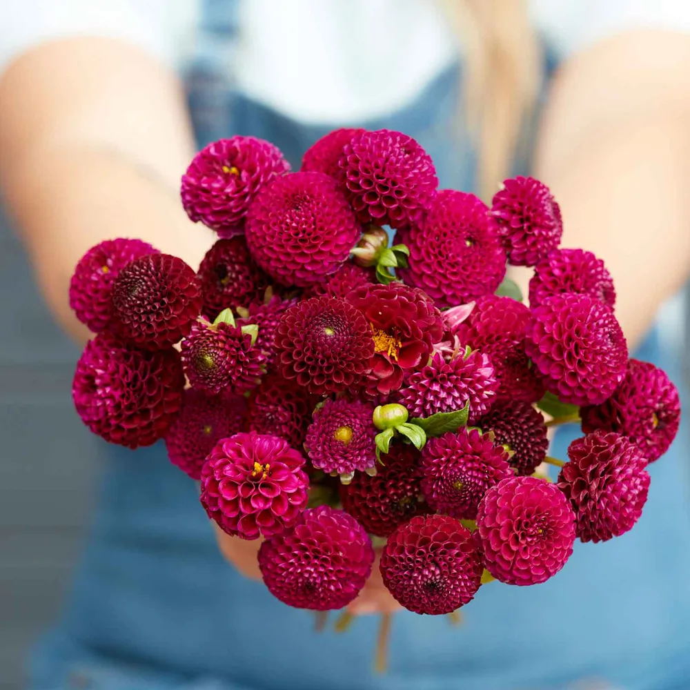 VEGSOW Rocco Pompon Dahlia Tubers - Vibrant Red Decorative Flower Bulbs