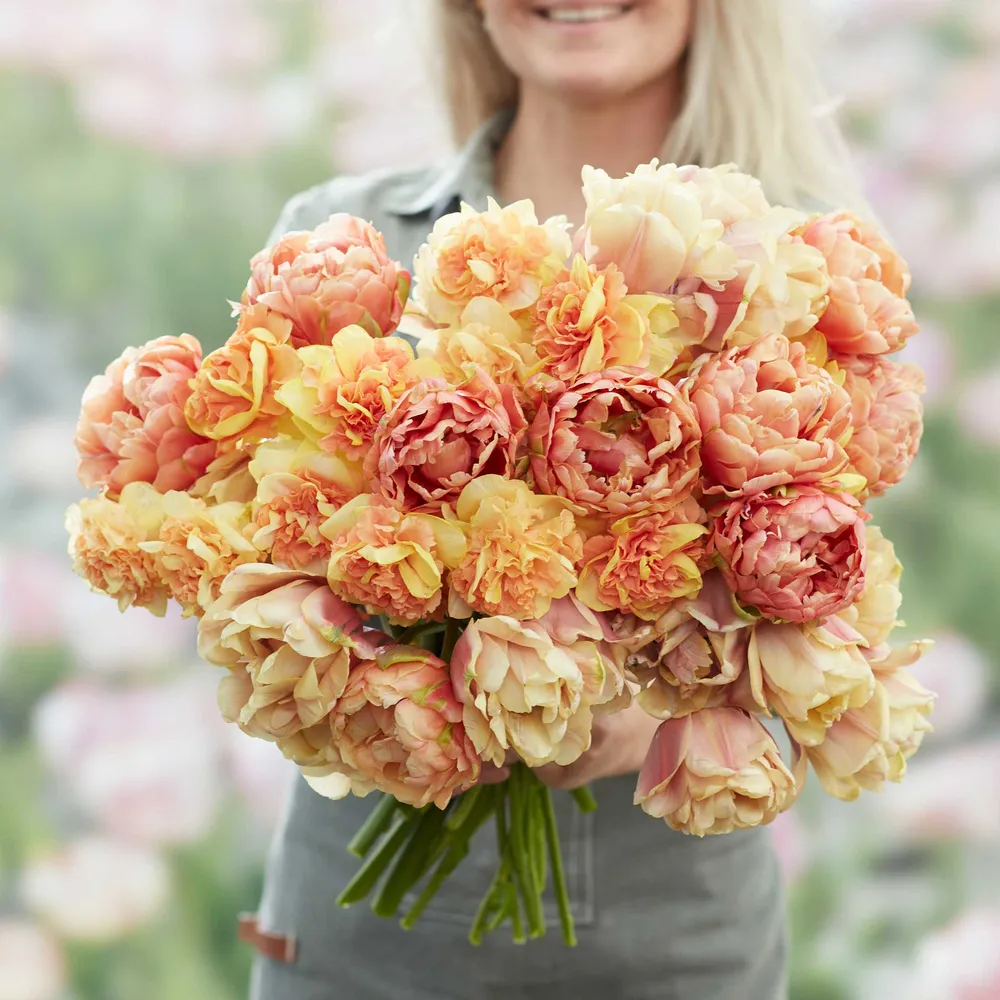 Tulip & Daffodil Sun Kissed Mix - Spring Flowering Bulb Collection