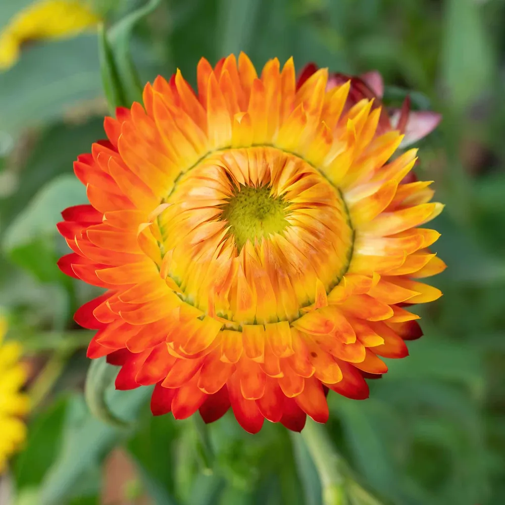 VEGSOW Strawflower Seeds - King Size Orange