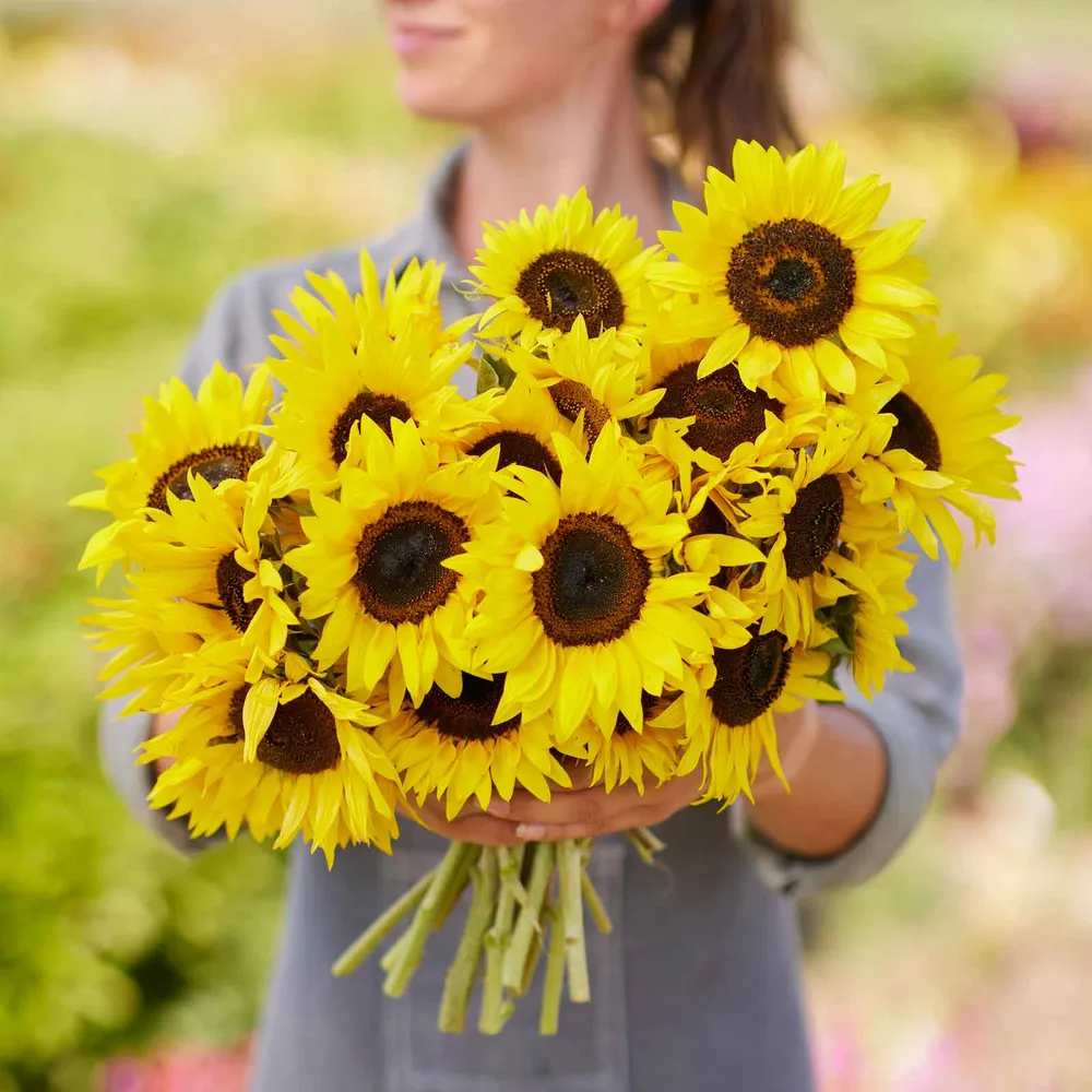 VEGSOW Twilight Zone Dwarf Sunflower Seeds - Compact Annual Garden Variety