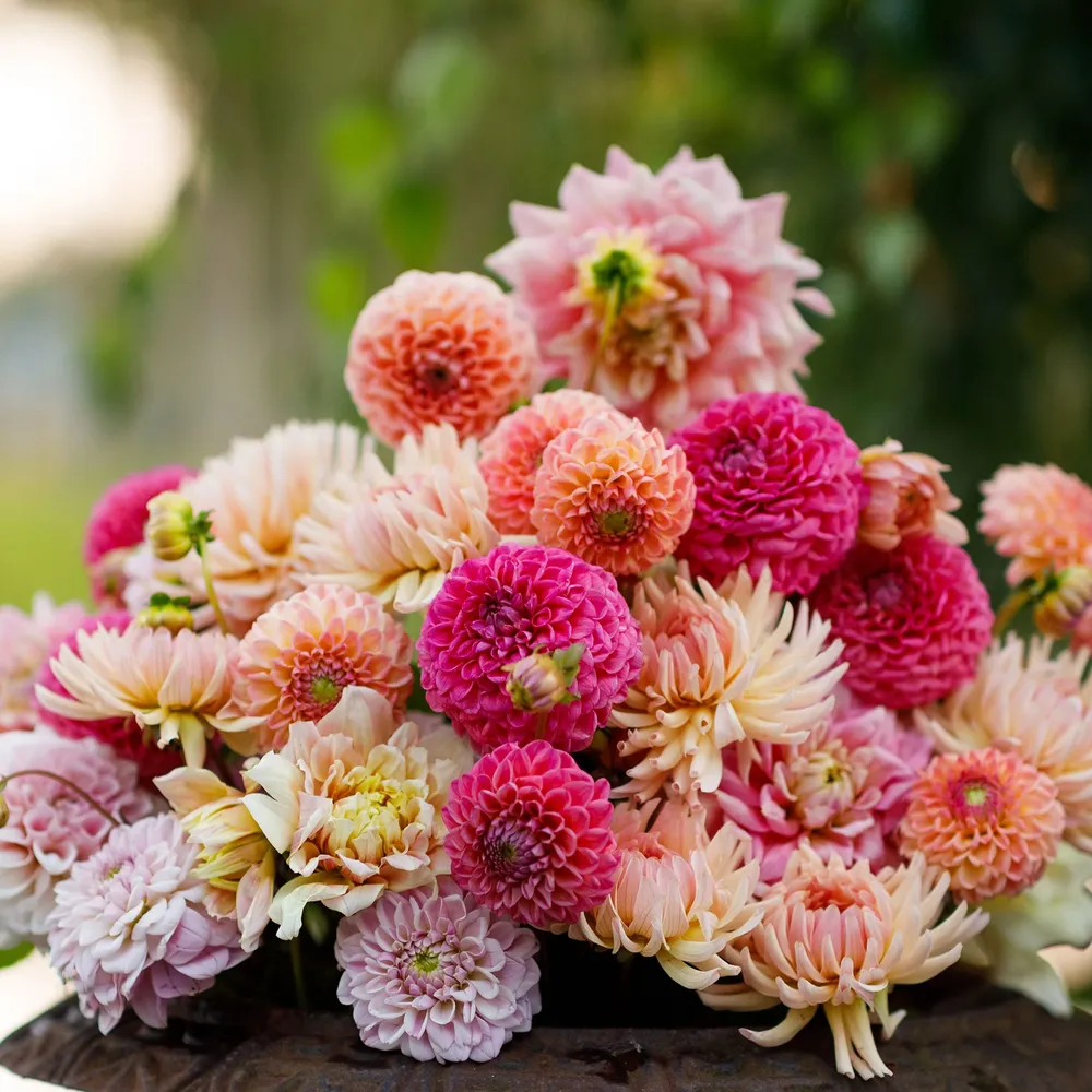 VEGSOW Dahlia Tubers - Tender Mix Assorted Varieties