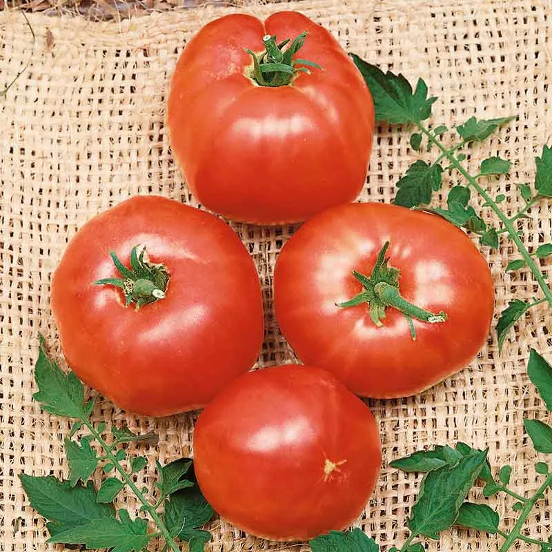 VEGSOW German Johnson Tomato Seeds - Heirloom Beefsteak Variety