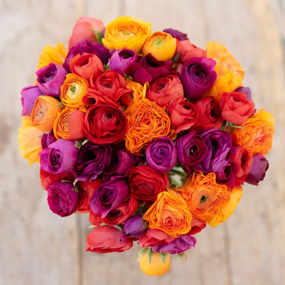 VEGSOW Ranunculus Bulbs - Passion Mix