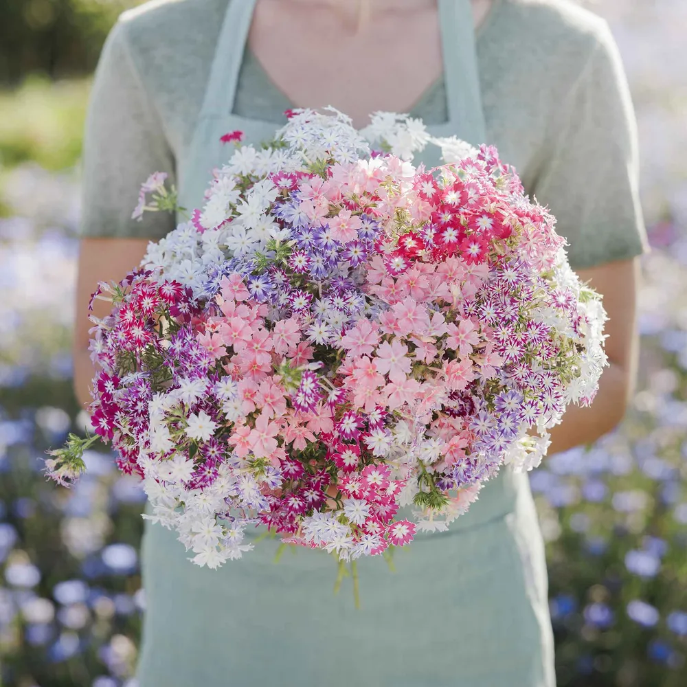 VEGSOW Annual Phlox Seeds - Twinkle Mix