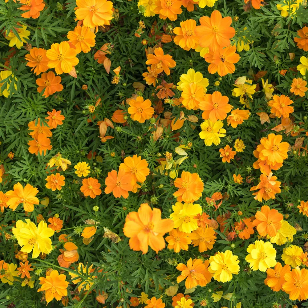 VEGSOW Sulphur Cosmos Seeds - Sulphur Carpet Mix