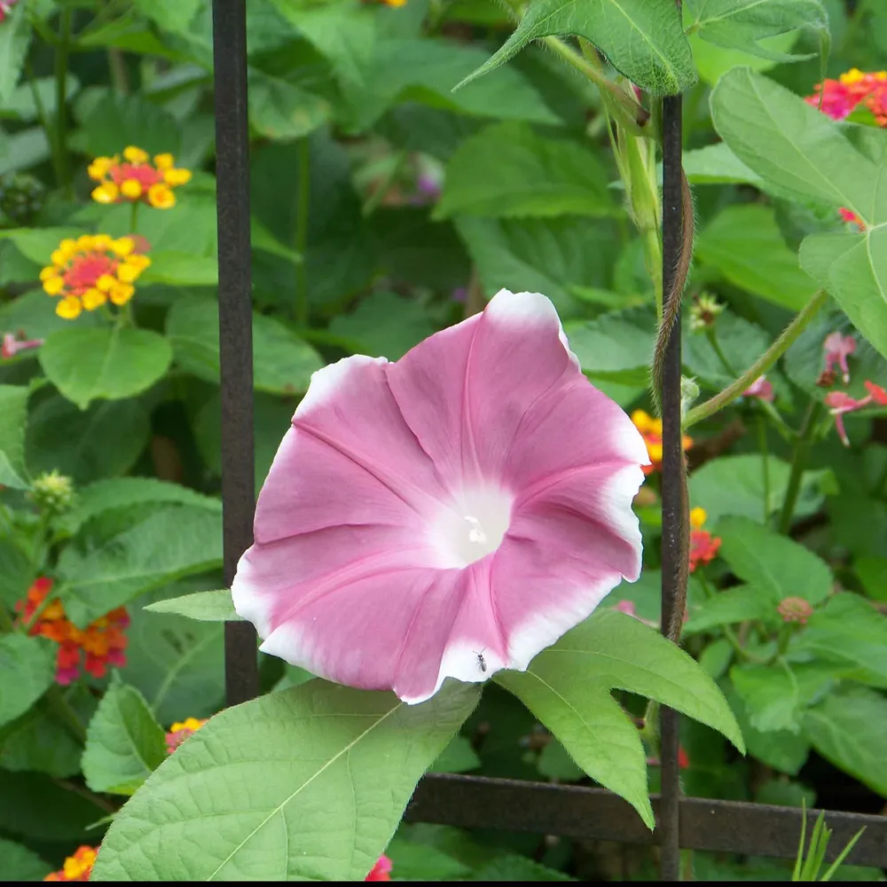 VEGSOW Chocolate Morning Glory Seeds - Rare Dark Bloom Climbing Vine