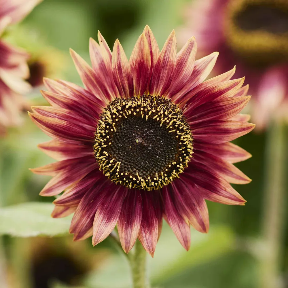 VEGSOW Floren Sunflower Seeds for Garden Planting