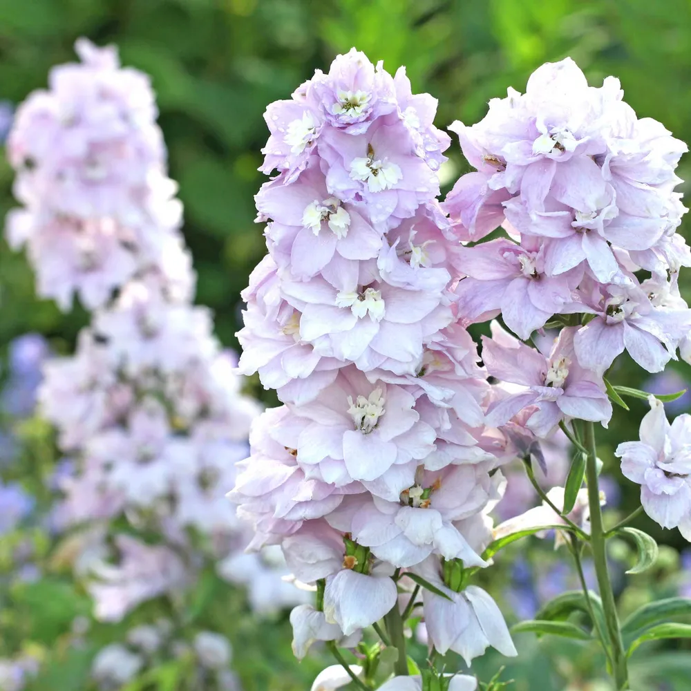 VEGSOW Delphinium Seeds - Magic Fountains Cherry Blossom White Bee