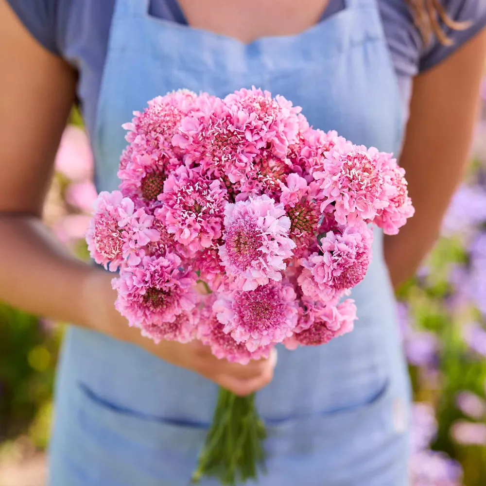 VEGSOW Scabiosa Seeds - Salmon Queen