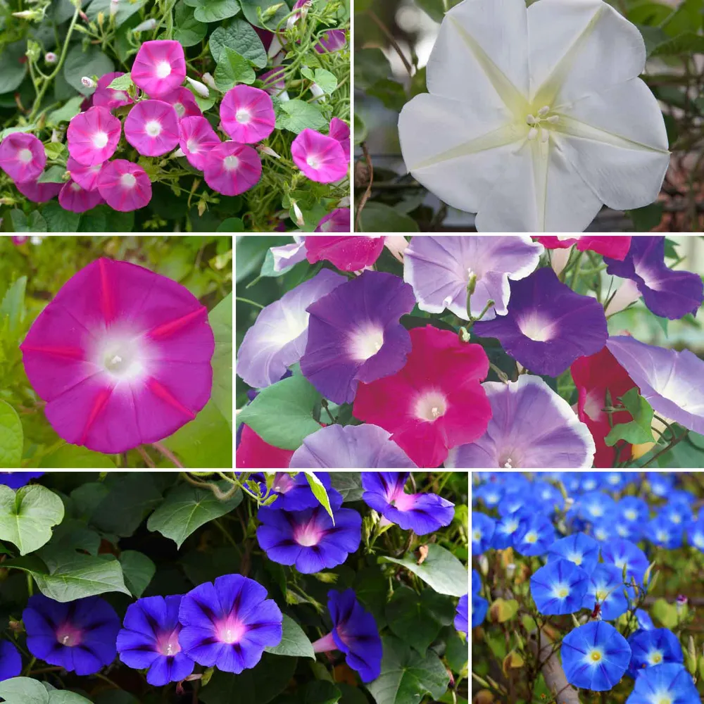 VEGSOW Morning Glory Flower Seed Mix - Annual Climbing Vine Seeds for Garden Trellises