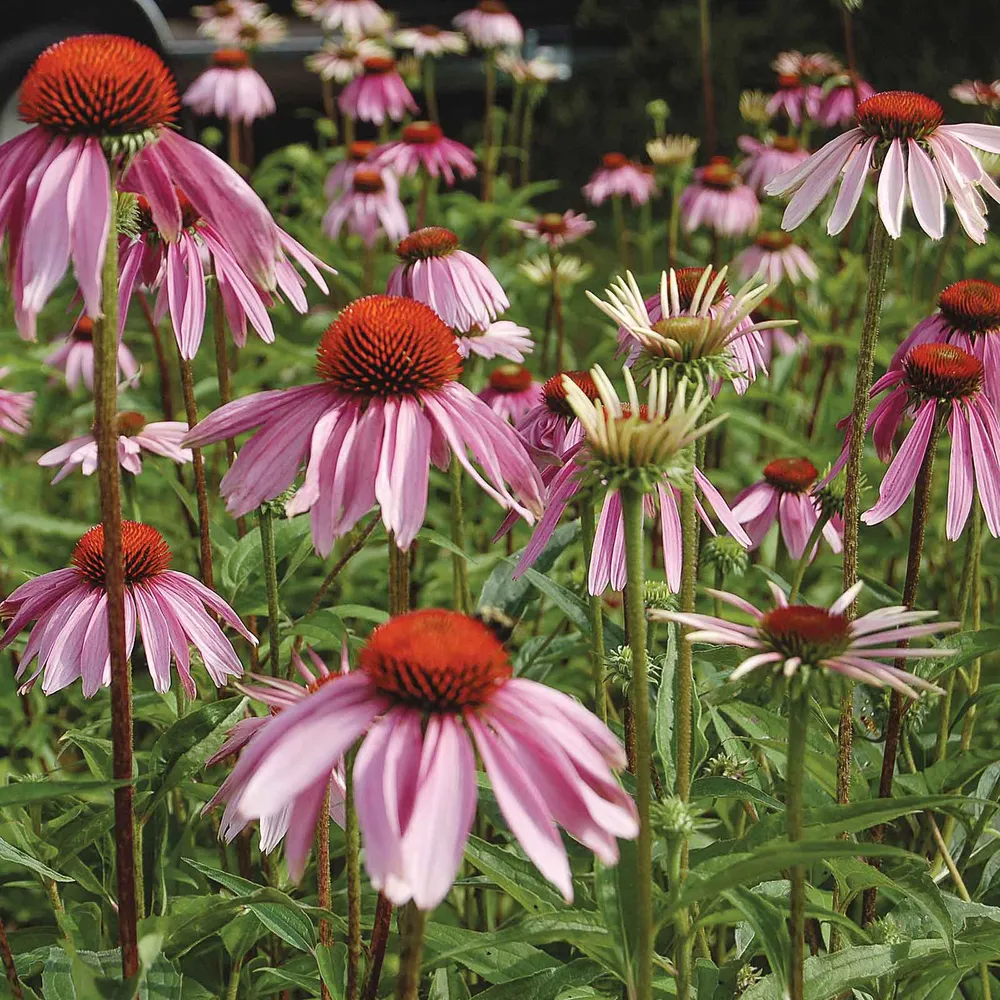 VEGSOW Purple Coneflower Seeds (Organic Echinacea Purpurea)