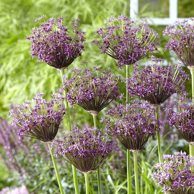 VEGSOW Miami Tall Allium Bulbs - Perennial Flowering Garden Bulbs